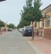 MC insta al Gobierno local a recoger las naranjas de las calles del municipio para evitar las incidencias higi�nico-sanitarias