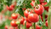 Conesa Group se al�a con Fertiberia para reducir las emisiones en el cultivo de tomate
