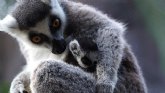 Un rayo de esperanza en Loro Parque: nace una cría de lémur de cola anillada
