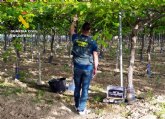 La Guardia Civil desmantela un grupo delictivo que sustraía uva de mesa en Lorca y Totana