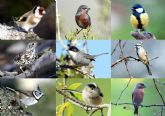El grupo de investigacin ECOMED de la UMU revela un descenso en la riqueza de especies de aves forestales en la Regin a causa del cambio global