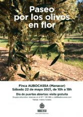 AUBOCASSA invita a un 'Paseo por los olivos en flor', una jornada de puertas abiertas para todos los pblicos y descubrir la floracin de sus olivos