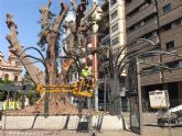 Reabierta la Plaza de Santo Domingo tras concluir los trabajos de saneamiento del ficus y garantizar la seguridad de los viandantes