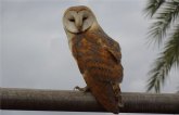 Las plantas fotovoltaicas de Endesa, refugio para aves esteparias amenazadas