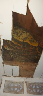 Retiran 12 paneles de abeja, alrededor de 2.000 ejemplares, de un balcón mirador situado en la calle Selgas de Lorca