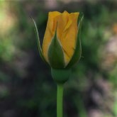 Freeda & clarel celebran el da internacional de la higiene menstrual
