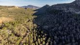 Medio Ambiente culmina los trabajos de gesti�n forestal sostenible en 43 hect�reas del monte p�blico 'Rajica de Enmedio' de Jumilla