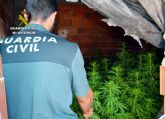 La Guardia Civil desmantela en Murcia un clan familiar dedicado al cultivo ilcito de marihuana