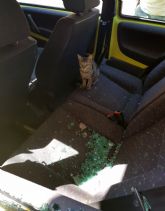 La Policía Local rescata a un gato encerrado en un vehículo