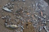 Nuevo evento de mortalidad de fauna en el Mar Menor