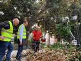 Arbolistas con certificación europea revisan los ficus ´macrophylla´ de los jardines de la ciudad