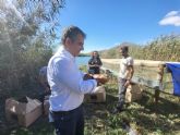 Las lagunas de Las Moreras en Mazarrn acogen 15 ejemplares ms de cerceta pardilla