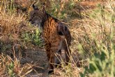 En busca del lince ibérico, un safari de lujo sin tiros