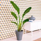 C�mo cuidar las plantas en invierno y asegurarse de que est�n siempre en excelente estado de salud