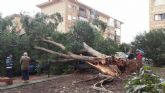 Cae un arbol de grandes dimensiones en la barriada Jose Maria Lapuerta