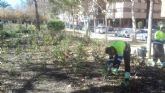 Parques y Jardines poda ms de 10.000 rosales para conseguir una mayor floracin en primavera