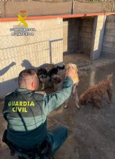La Guardia Civil investiga a dos vecinos de guilas por maltrato animal