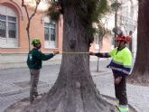 Parques y Jardines revisa y poda los árboles singulares del municipio