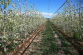 Un proyecto basado en huertos diversificados persigue adaptar las pequeñas explotaciones de frutales del Mediterrneo al cambio climtico