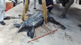 Rescatado un ejemplar de tortuga laúd en aguas de Mazarrón y trasladado al Oceanografic de Valencia para la recuperación de sus lesiones