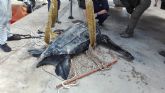 Rescatado un ejemplar de tortuga lad en aguas de Mazarrn y trasladado al Oceanogrfic de Valencia para la recuperacin de sus lesiones