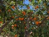 Si los espanoles comieran la misma cantidad de naranjas de hace 10 anos necesitaramos casi media Espana ms para producirlas