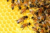 D�a Mundial de las Abejas: ?Por qu� estos insectos son fundamentales para el futuro de la alimentaci�n humana?