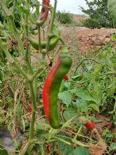 Adecco busca 400 personas para trabajar en el sector agrario en Arag�n