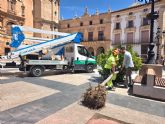 Plaza de España renovará su arbolado con la plantación de nuevos ejemplares para mejorar el sombraje y la imagen vegetal del entorno