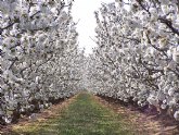 Una tesis doctoral concluye que se pueden cultivar cerezos con garantas de xito en la Regin