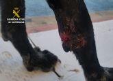 La Guardia Civil investiga al propietario de una perra por abandonarla con graves heridas en Librilla