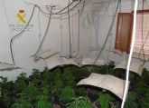 La Guardia Civil desmantela un invernadero clandestino de marihuana en Bullas