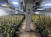 Desmantelan dos búnkers con más de 2.000 plantas y 30 kilos de cogollos de marihuana bajo dos invernaderos de plantas ornamentales