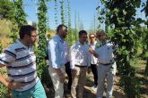 El cultivo de lúpulo en Caravaca ofrece buenos resultados y se perfila como una alternativa rentable para la agricultura de la zona