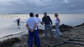 Las brigadas de limpieza del Mar Menor retiran 450 metros cbicos de algas y residuos orgnicos de aguas de la laguna