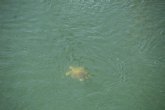 Macho de tortuga boba adulto en el Canal del Estacio