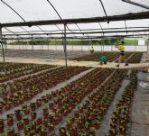 El vivero municipal del Mayayo est trabajando ya en el cultivo de ms de 20.000 flores de Pascua