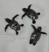 Nacen tres tortugas bobas más en el nido de La Manga