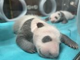 Incubadoras de �ltima generaci�n para los nuevos gemelos panda del Zoo Aquarium de Madrid