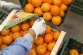 Los socios sumar�n cerca de 120.000 toneladas de c�tricos, kaki y aguacate