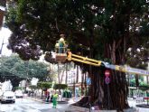Un experto con certificacin europea est revisando y podando los ficus de la Plaza de España