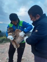 Recuperan y devuelven a la naturaleza un bho real