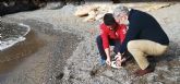 Un alca comn es devuelto a la naturaleza tras ser tratado en el Centro de Recuperacin de Fauna de 'El Valle'