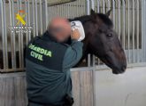 Detectado el trfico a terceros pases de cerca de un centenar de caballos con documentacin falsificada
