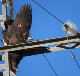 Las organizaciones ambientales piden 10 medidas para acabar en tres años con la alta mortalidad de aves en los tendidos elctricos