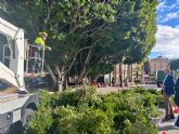 Los ficus de la Glorieta se someten a labores de vigilancia y mantenimiento para garantizar su salud