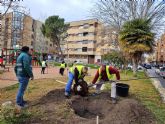 El Ayuntamiento de Caravaca planta cerca de un centenar de árboles en calles, jardines y colegios del municipio