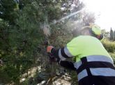 El Ayuntamiento protege sus ms de 2.500 pinos con tcnicas de lucha biolgica y endoterapia