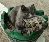 Solo un 4% de las viviendas de alquiler en Murcia aceptan expresamente a familias con gatos o perros