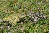 La limitacin del trfico en Calblanque permite la reproduccin del sapo corredor